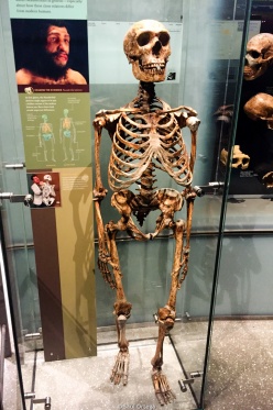 Esqueleto de Neanderthal - Museo de Historia Natural - Nueva York