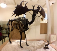 Megaloceros - Museo de Historia Natural - Nueva York