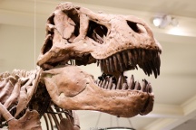 Tiranosaurus Rex - Museo de Historia Natural - Nueva York