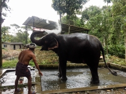 Elefante indio y su Mahout - Kerala - India