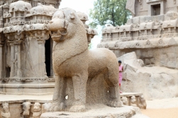 Animal Sagrado en Pancha Rathas - Mamallapuram - India
