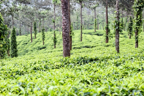 Plantación de té en Kerala - India