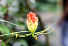 Flores en un jardín de especias - Kerala - India