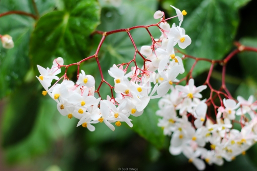 Flores en un jardín de especias - Kerala - India