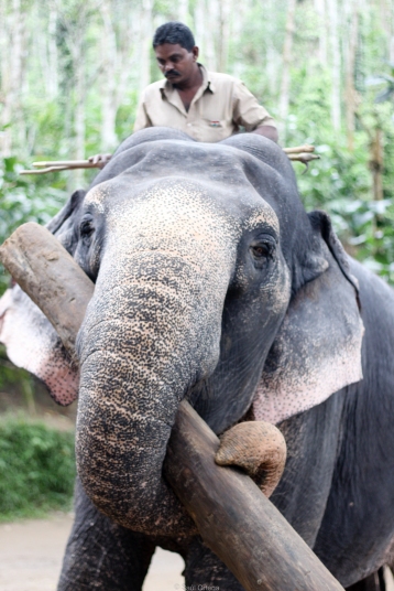 Elefante indio y su Mahout - Kerala - India