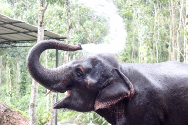 Elefante indio - Kerala - India