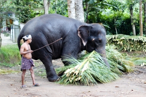 Elefante y su Mahout en Kerala - India