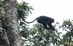 Monos en el Parque Periyar - Kerala - India
