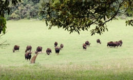 Búfalo indio en el Parque Periyar - Kerala - India
