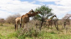 Jirafa - Parque Kruger Sudáfrica