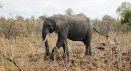 Elefante - Parque Kruger Sudáfrica