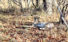 Cheetah - Game reserve Siduli Sudáfrica