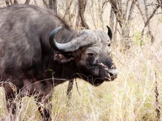 Bufalo - Parque Kruger Sudáfrica