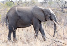 Elefante - Parque Kruger Sudáfrica