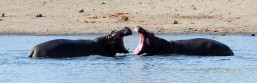 Hippo - Game reserve Siduli Sudáfrica