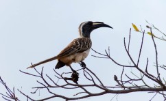 Hornbill - Parque Kruger Sudáfrica