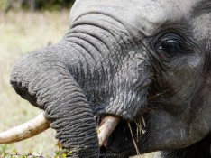 Elefante Africano - Parque Kruger Sudáfrica