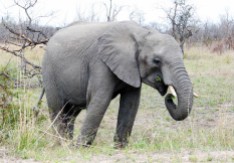Elefante africano - Parque Kruger Sudáfrica