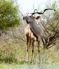 Parque Kruger Sudáfrica