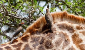 Desparasitando jirafas - Parque Kruger Sudáfrica