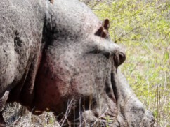 Hipopótamo - Parque Kruger Sudáfrica