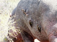 Desparasitando hipopótamos - Parque Kruger Sudáfrica