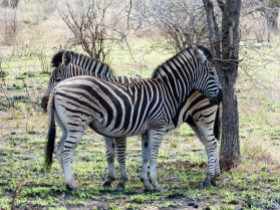 Cebras - Parque Kruger Sudáfrica