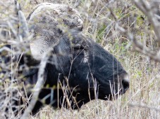 Búfalo - Parque Kruger Sudáfrica