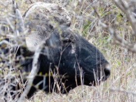 Búfalo - Parque Kruger Sudáfrica