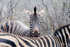 Cebras - Parque Kruger Sudáfrica