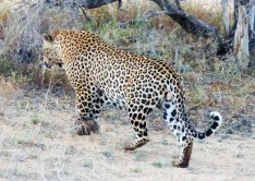 Leopard - Game reserve Siduli Sudáfrica