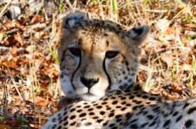 Cheetah - Game reserve Siduli Sudáfrica