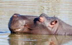 Hippo - Game reserve Siduli Sudáfrica