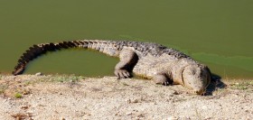 Crocodile - Game reserve Siduli Sudáfrica
