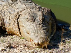 Crocodile - Game reserve Siduli Sudáfrica