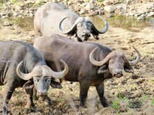 Búfalos - Game reserve Siduli Sudáfrica
